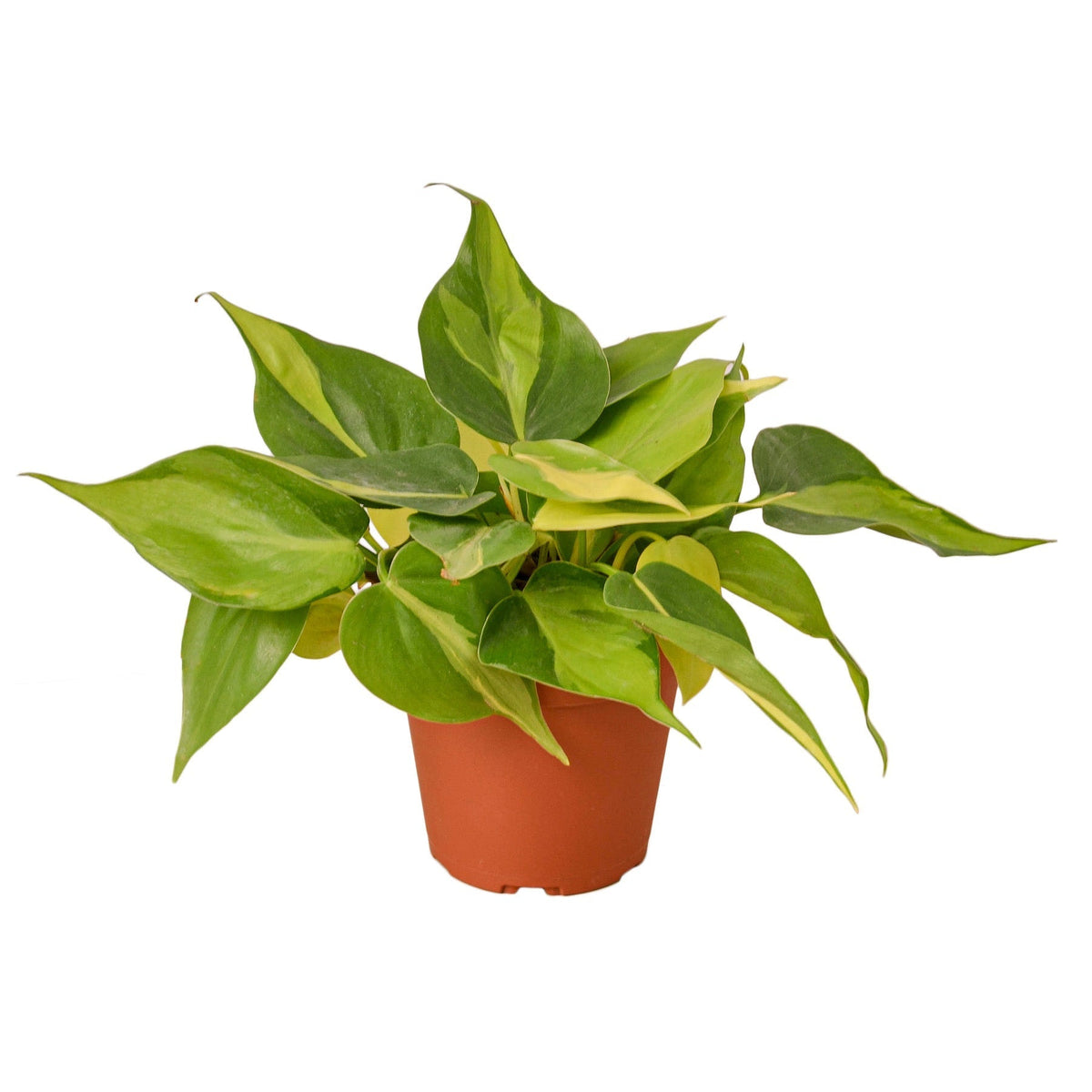 Philodendron Brasil trailing vine with heart-shaped leaves showing lime-green variegation down the center