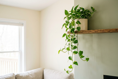 Are Pothos Toxic to Cats? Yes. Here's What to Do