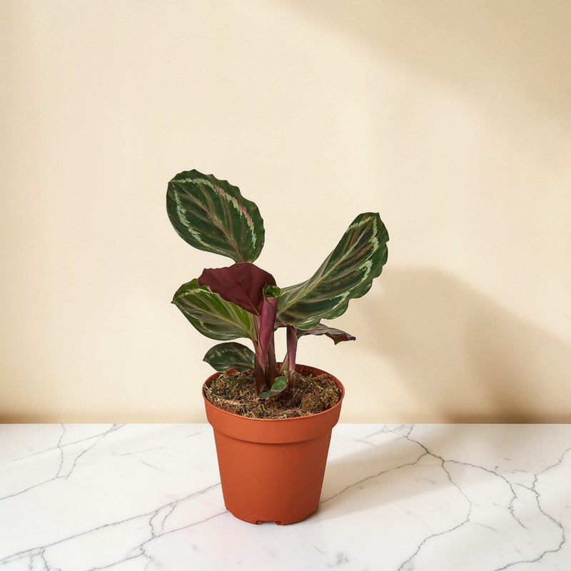 4inch_marble