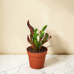 4inch_marble
