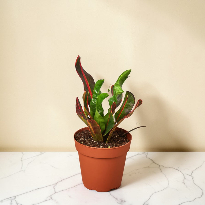 4inch_marble