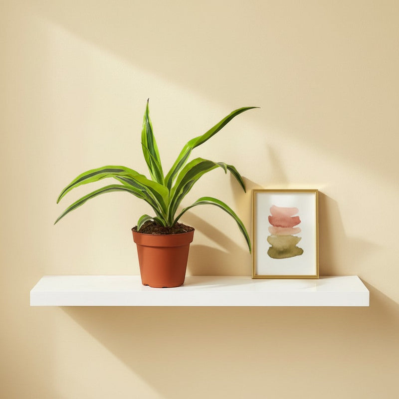 dracaena indoor light Dracaena Deremensis 'Lemon Lime' 4" Pot