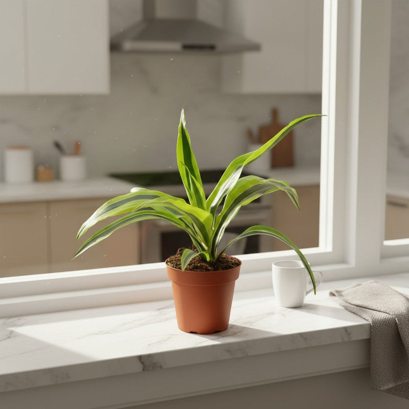 dracaena deremensis light Dracaena Deremensis 'Lemon Lime' 4" Pot