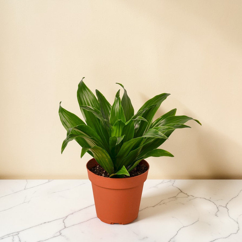 4inch_marble