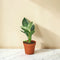 Philodendron 'Birkin'