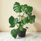 Monstera Deliciosa 'Split-Leaf'
