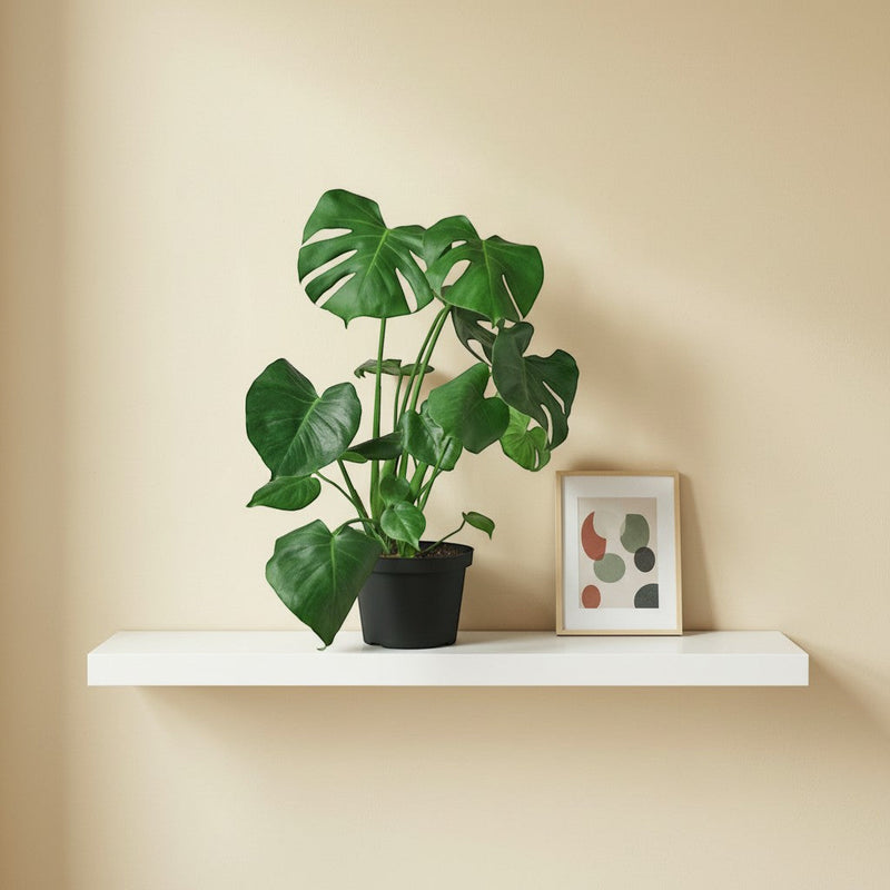 monstera deliciosa philodendron care Monstera Deliciosa