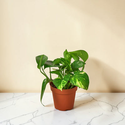 Pothos Golden 4 inch