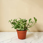 4inch_marble