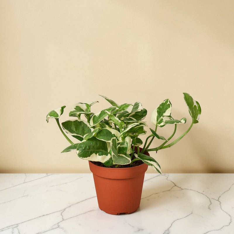 4inch_marble