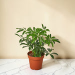 4inch_marble