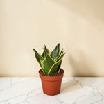 4inch_marble