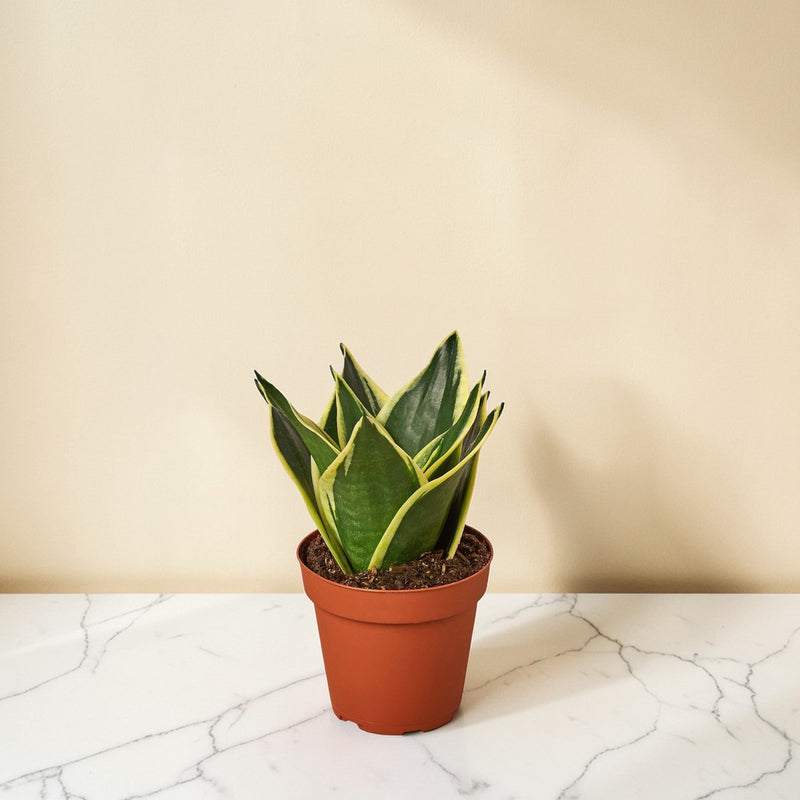 4inch_marble