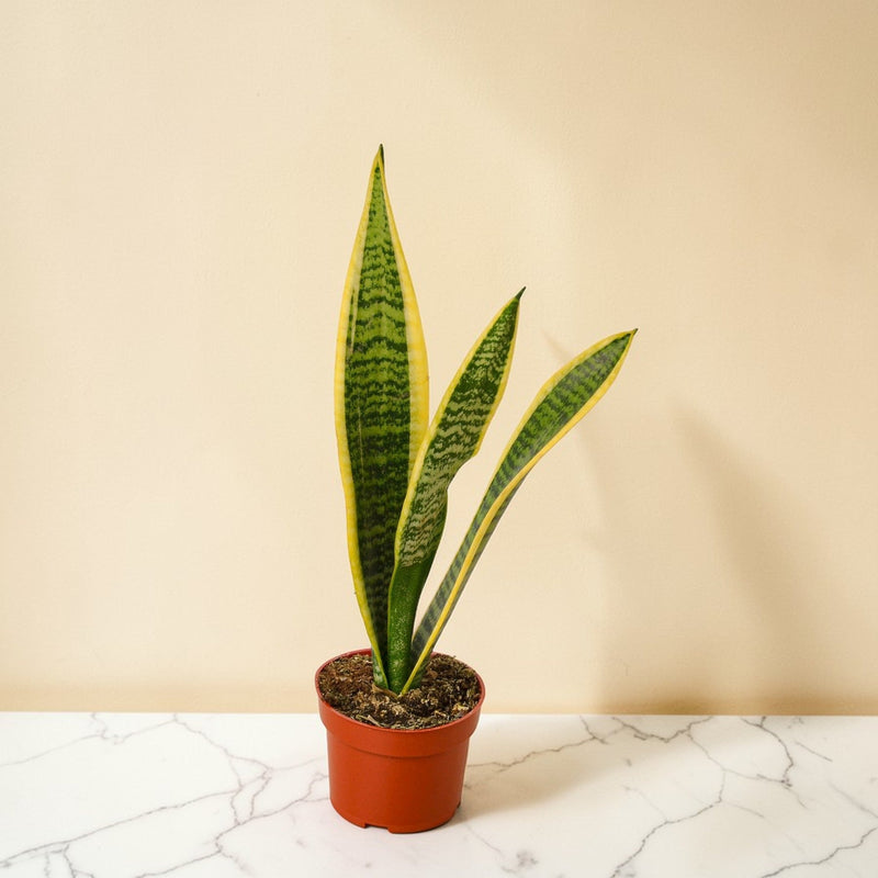 4inch_marble