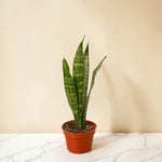 4inch_marble