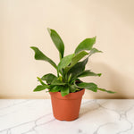 4inch_marble