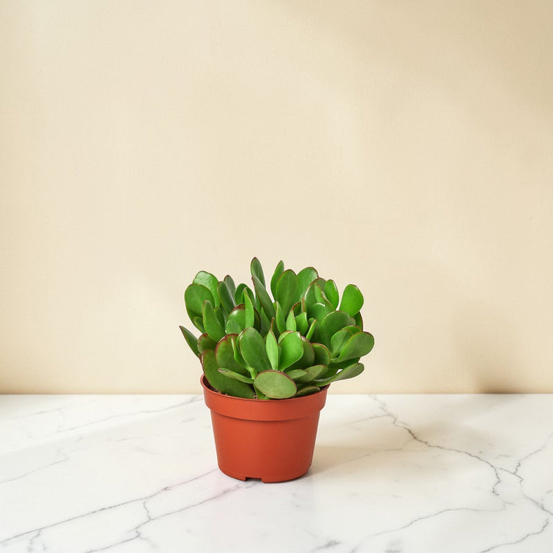 4inch_marble