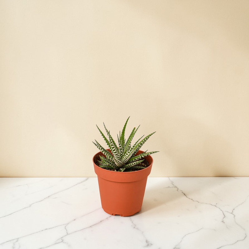 4inch_marble