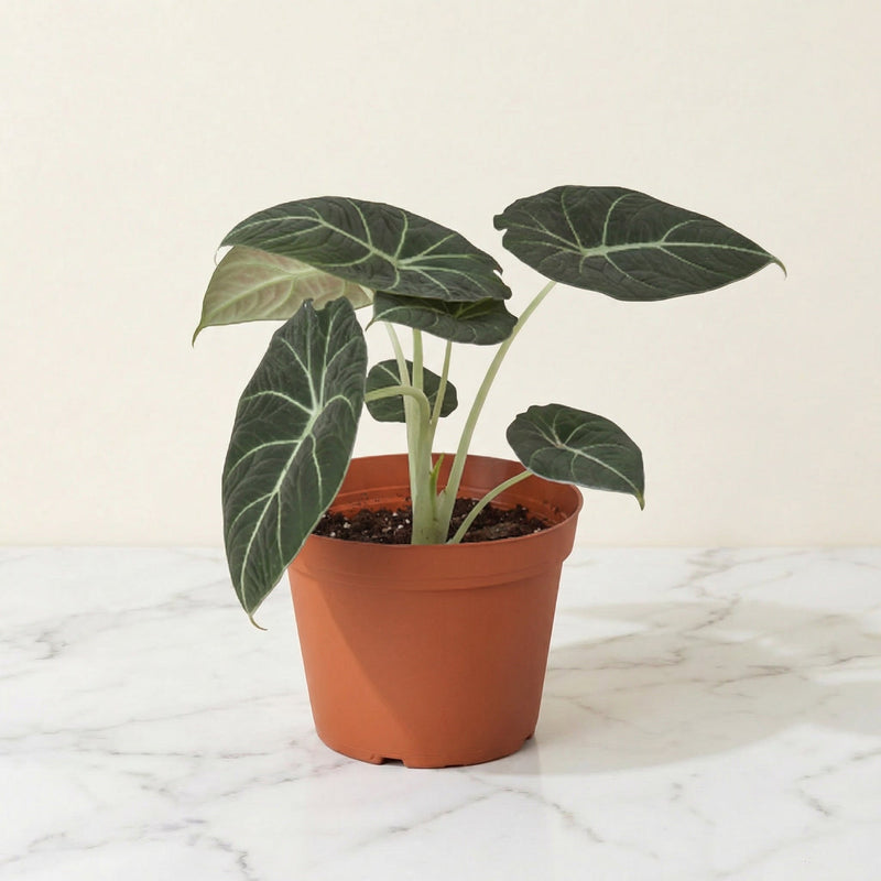 Alocasia Black Velvet 6 inch