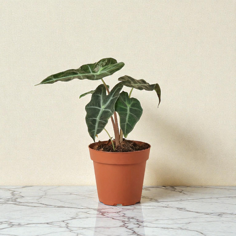 4inch_marble