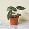 Alocasia 'Black Velvet'