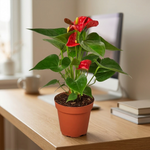 Red Anthurium on a desk [lifestyle]