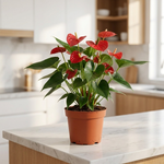 Red Anthurium in a kitchen [lifestyle]