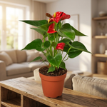 Red Anthurium on a shelf [lifestyle]
