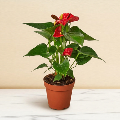 Red Anthurium in a 6 inch pot on a marble counter [6inch_marble]