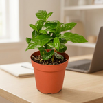 Arabica Coffee Plant on a desk [lifestyle]