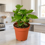 Arabica Coffee Plant in a kitchen [lifestyle]
