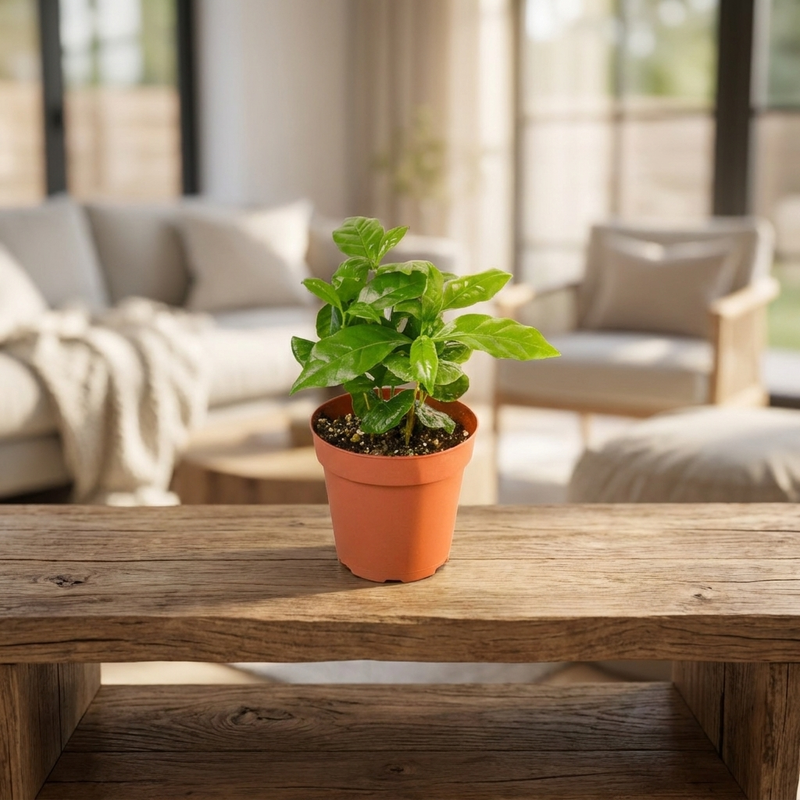Arabica Coffee Plant on a shelf [lifestyle]