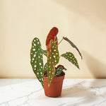Begonia Maculata 4 inch
