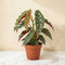 Begonia 'Maculata' Polka Dot