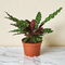 Calathea 'Rattlesnake'