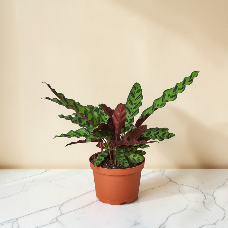 Calathea Rattlesnake 4 inch