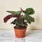 Calathea 'Medallion'