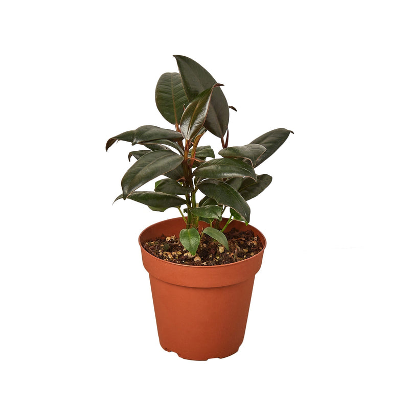 Burgundy Rubber Plant
