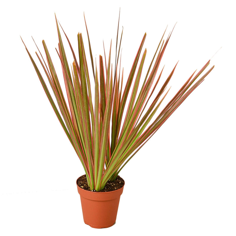 Dracaena Marginata