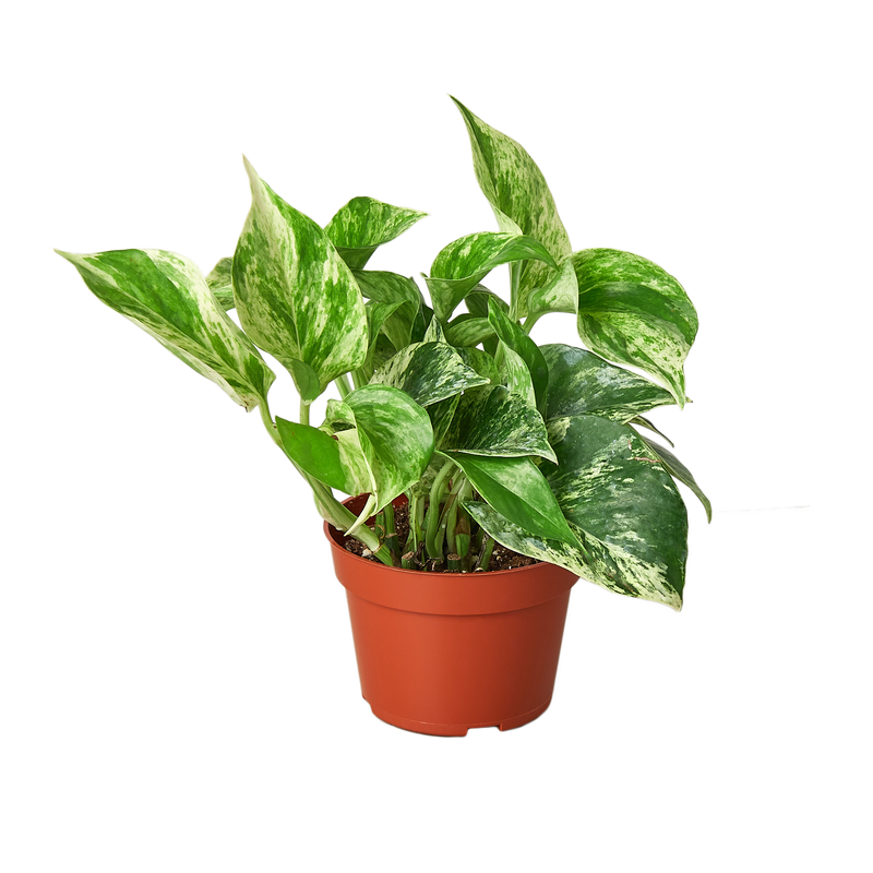 Marble Queen Pothos