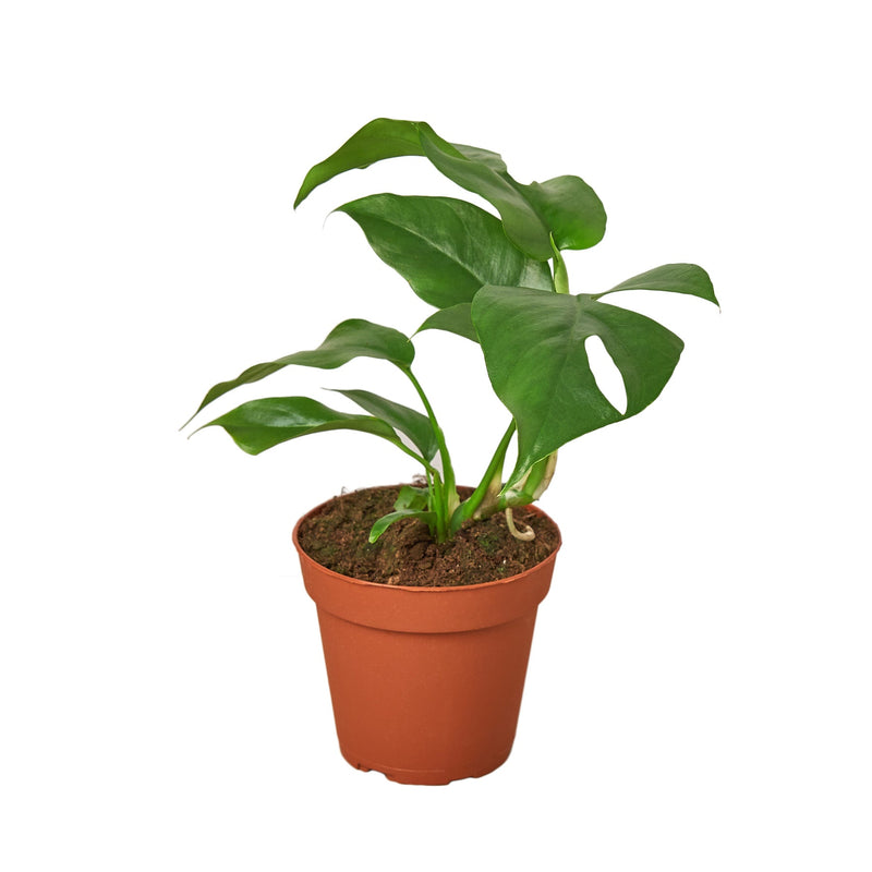 Monstera Deliciosa