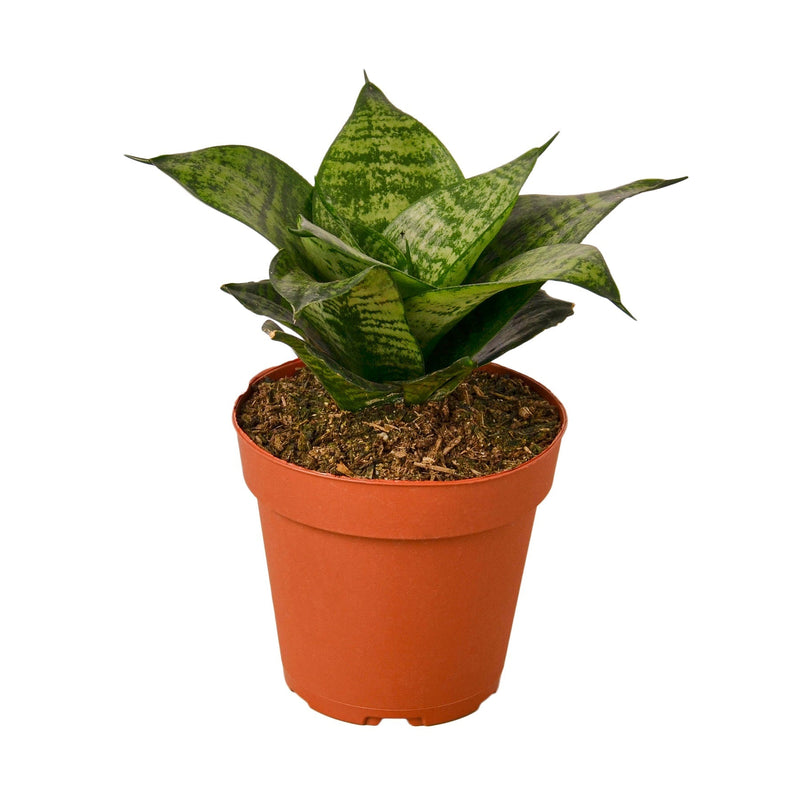 Snake Plant Laurentii
