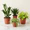 The Easy Greens — 4 Low-Maintenance Bundle