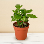 Arabica Coffee Plant in a 4 inch pot on a marble counter [4inch_marble]
