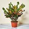 Croton 'Mammy'