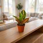 Croton Petra on a shelf [lifestyle]