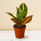 Croton Petra 'Joseph's Coat'