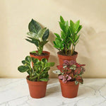 Desk Garden — 4 Plant Workspace Collection