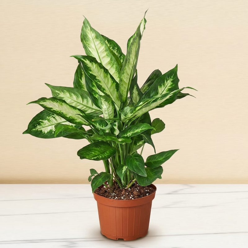 Dieffenbachia Camille in a 4 inch pot on a marble counter [4inch_marble]