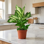 Dieffenbachia Camille in a kitchen [lifestyle]